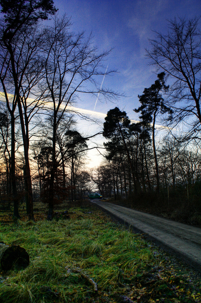 Kelsterbacher Wald