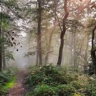 Keltenwanderweg im Ahrtal