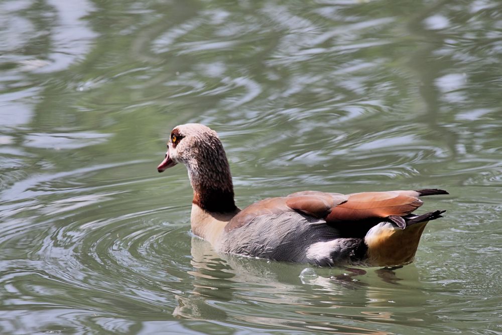 Kembs, Canal Huningue, Nilgans