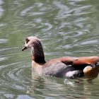 Kembs, Canal Huningue, Nilgans