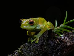 Kemit in Madagaskar