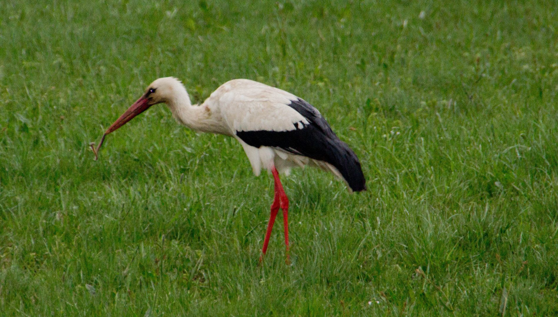 Kemnather Storch bei Futtersuche