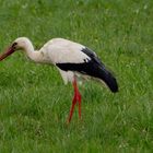 Kemnather Storch bei Futtersuche