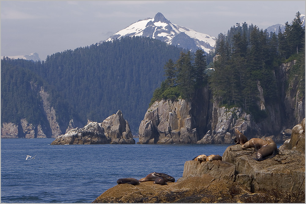 Kenai Fjords I