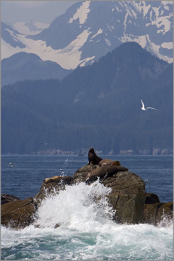 Kenai Fjords II