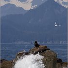 Kenai Fjords II