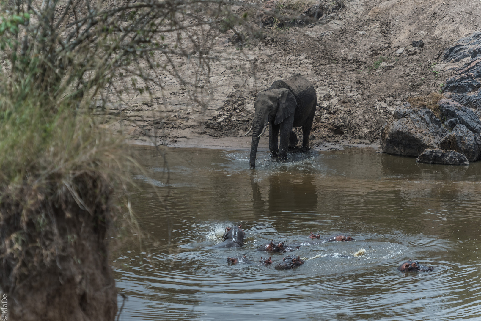 Kenai - Masai Mara - Four of Five - Elefanten am Mara-Fluss