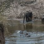 Kenai - Masai Mara - Four of Five - Elefanten am Mara-Fluss