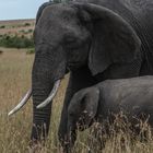 Kenai - Masai Mara - Four of Five - Elefantenmutter mit Kind