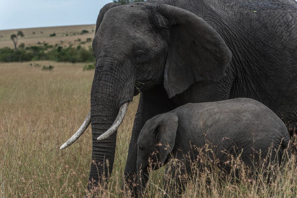 Kenai - Masai Mara - Four of Five - Elefantenmutter mit Kind