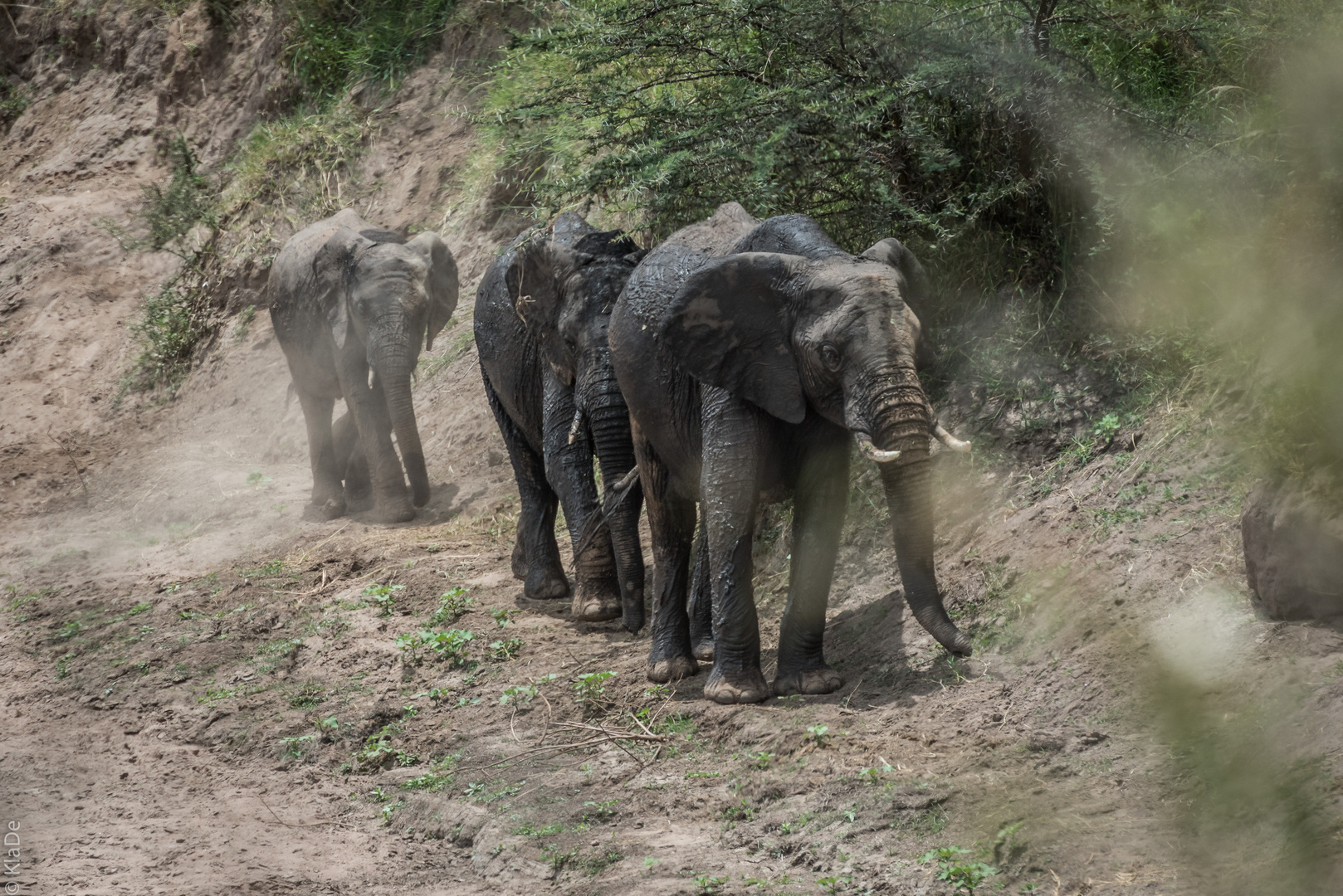 Kenai - Masai Mara - Four of Five - Elefantenparade am Mara-Fluss