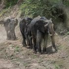 Kenai - Masai Mara - Four of Five - Elefantenparade am Mara-Fluss