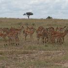 Kenai - Masai Mara - Impalas