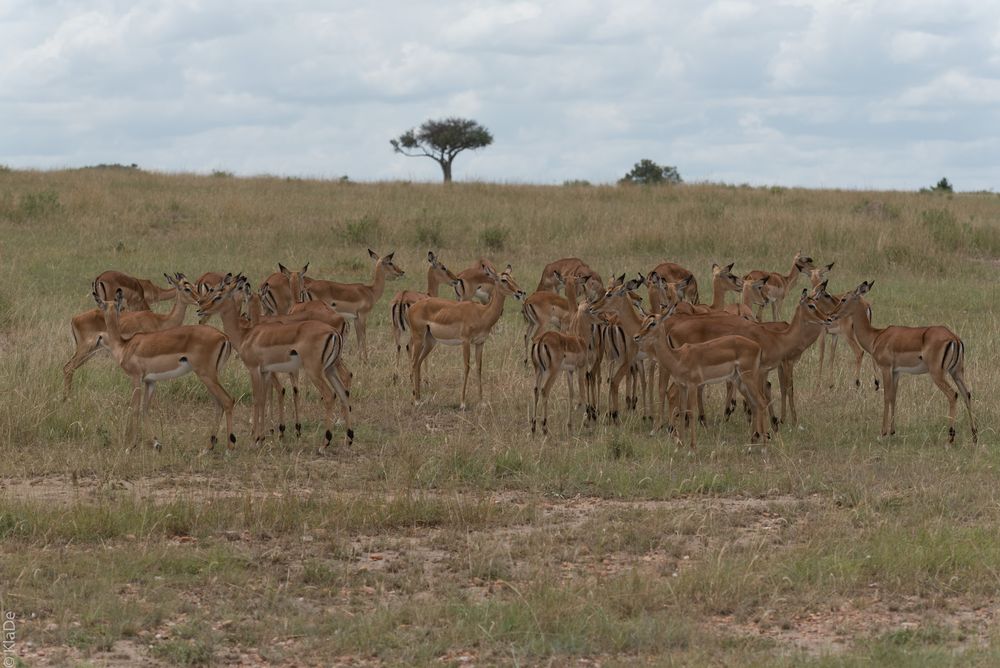 Kenai - Masai Mara - Impalas