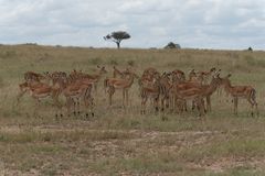 Kenai - Masai Mara - Impalas