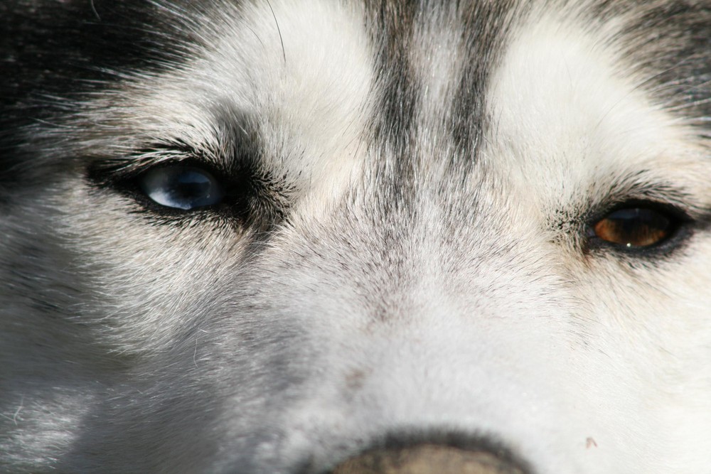 Kenan Foto & Bild | tiere, haustiere, hunde Bilder auf fotocommunity