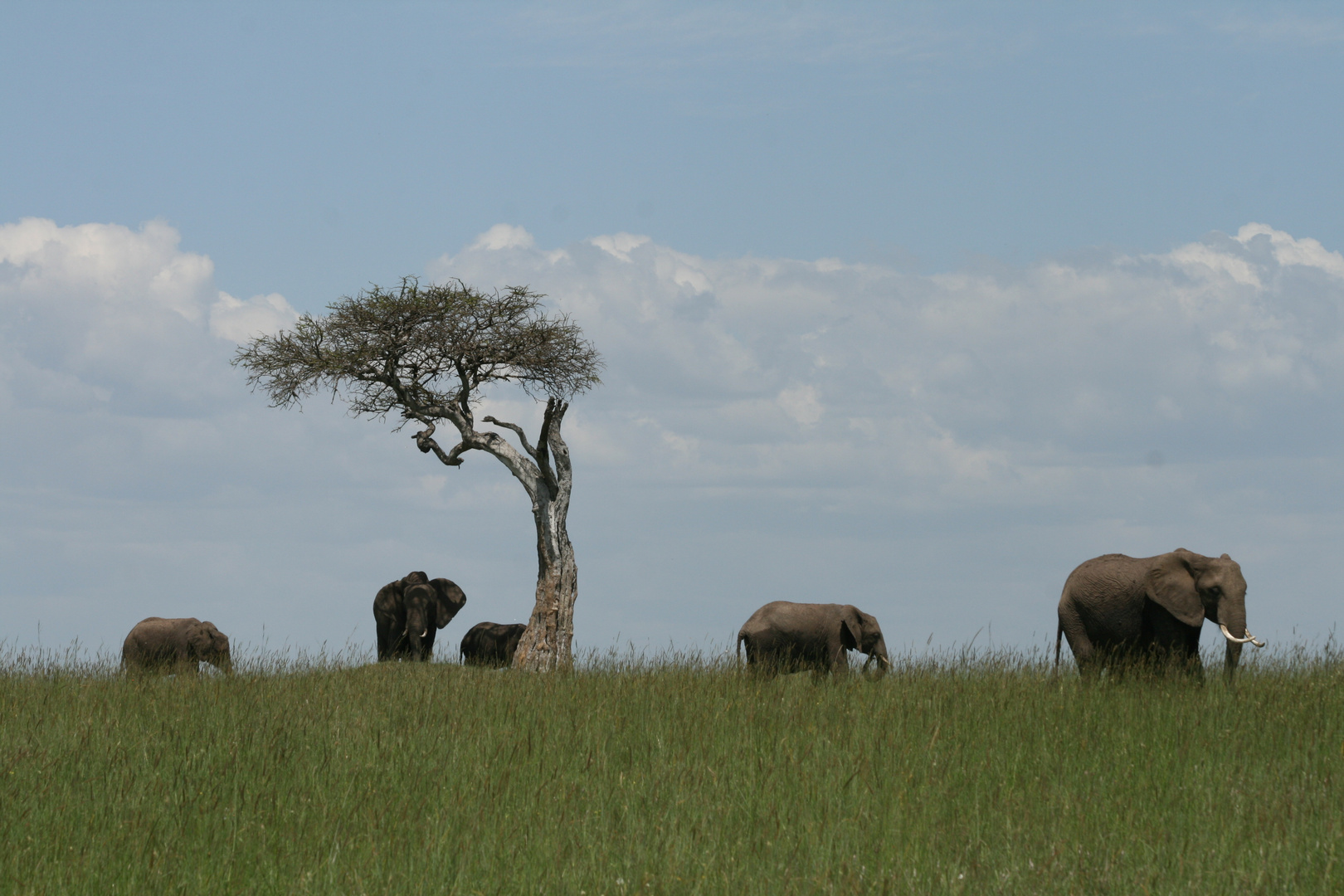 Kenia 01/2014