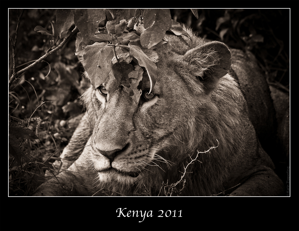 Kenia 2011