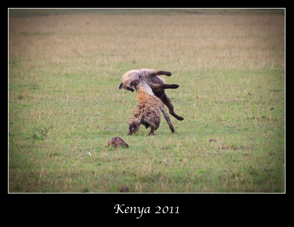 Kenia 2011 - Kämpfende Hyänen