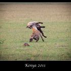 Kenia 2011 - Kämpfende Hyänen