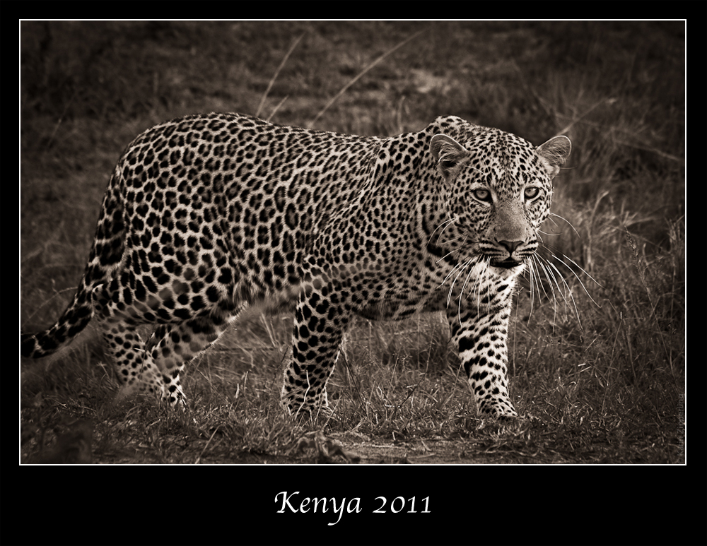 Kenia 2011 - Leopard