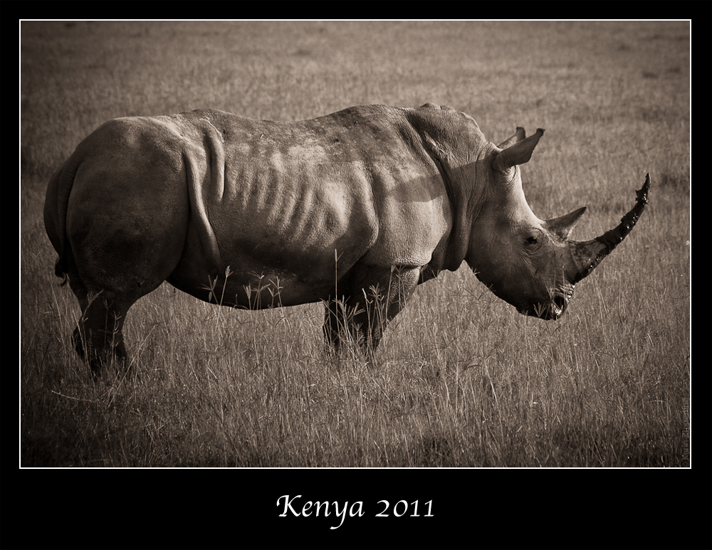 Kenia 2011 - Nashorn
