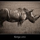 Kenia 2011 - Nashorn