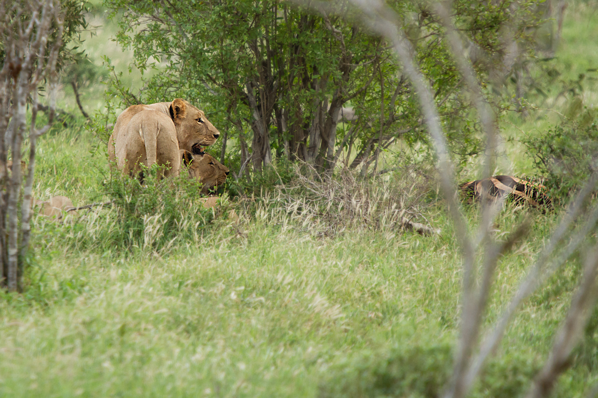 Kenia 2014 # 008