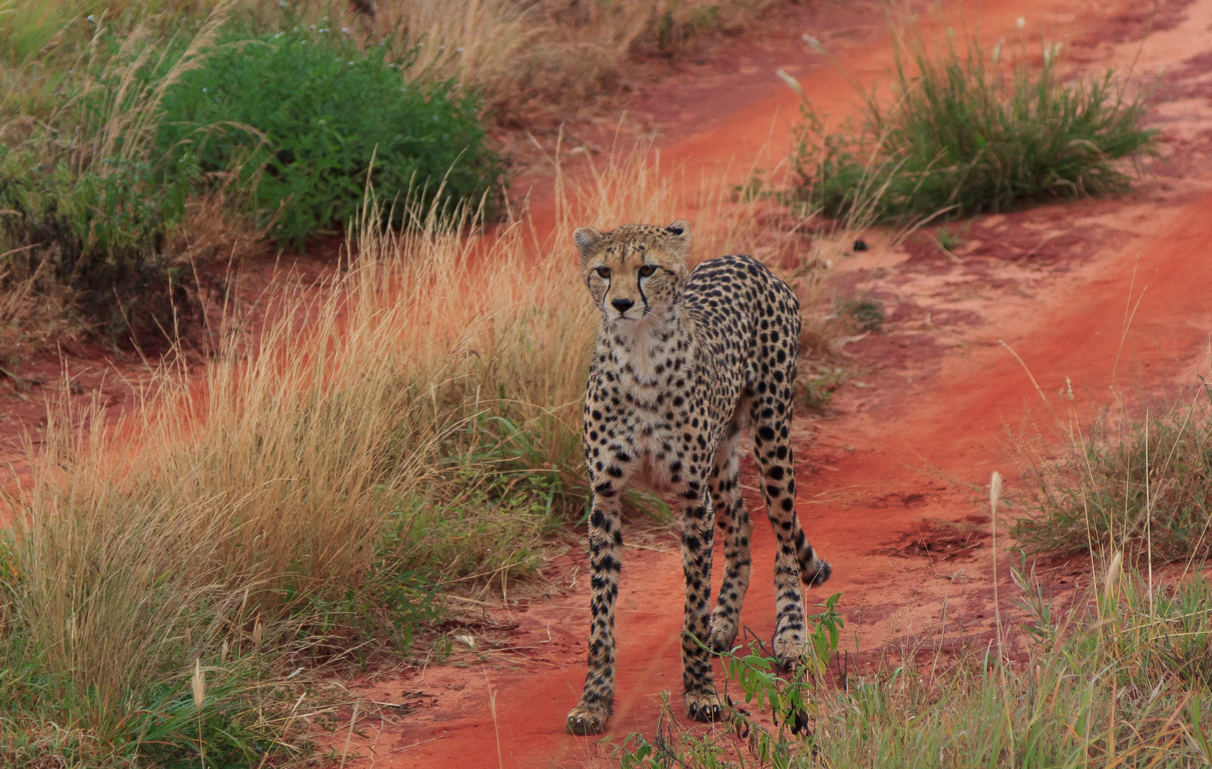 Kenia 2017