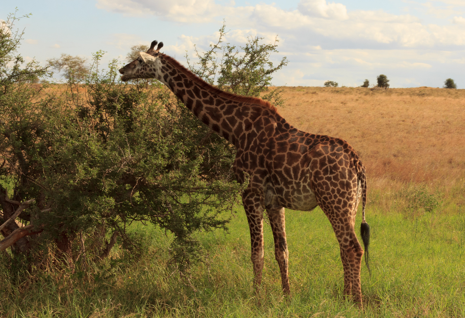 Kenia 2017 