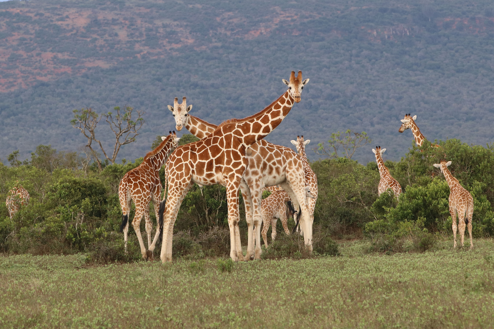 Kenia 2017