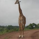 Kenia -5-