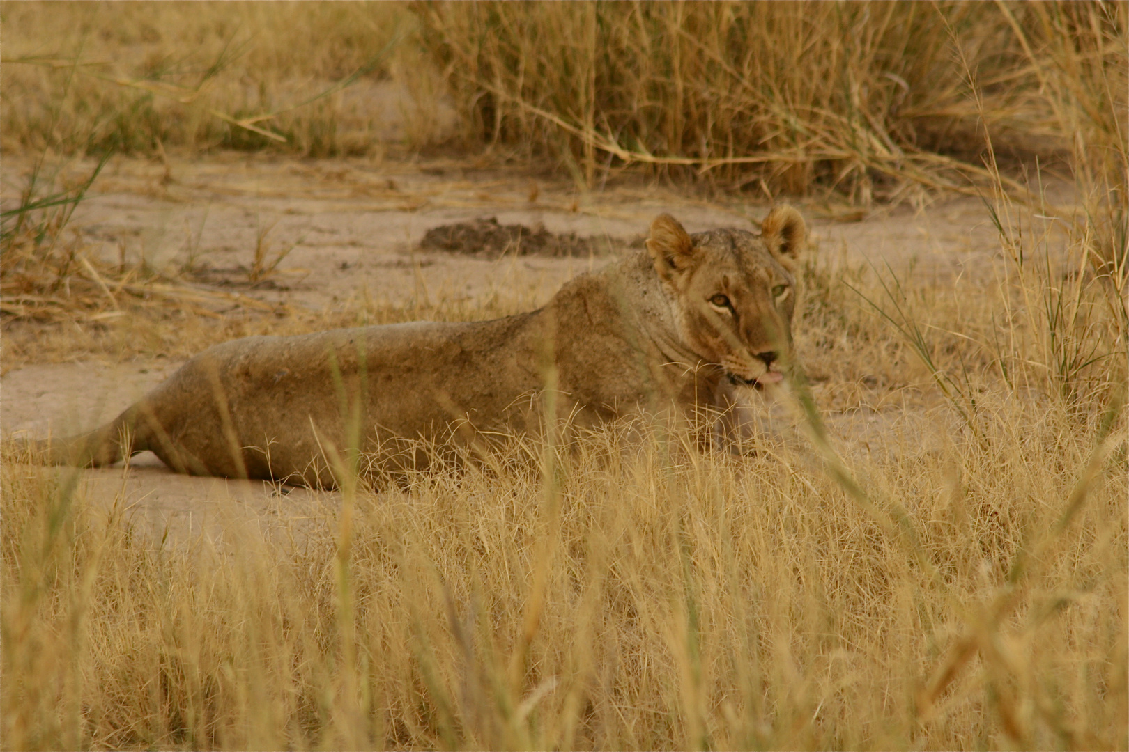 Kenia Amboseli