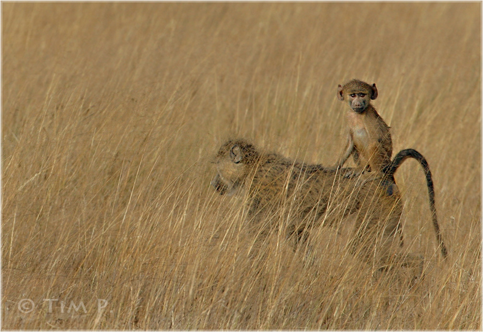 Kenia Buschtaxi