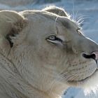 Tiere