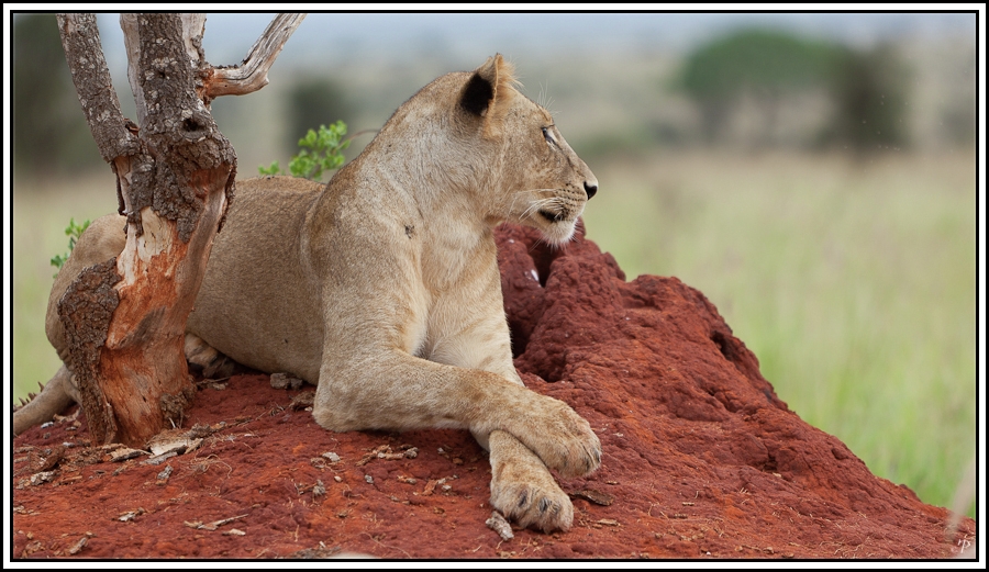 Kenia-Eindrücke, Safari 10, Relaxing