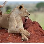 Kenia-Eindrücke, Safari 10, Relaxing