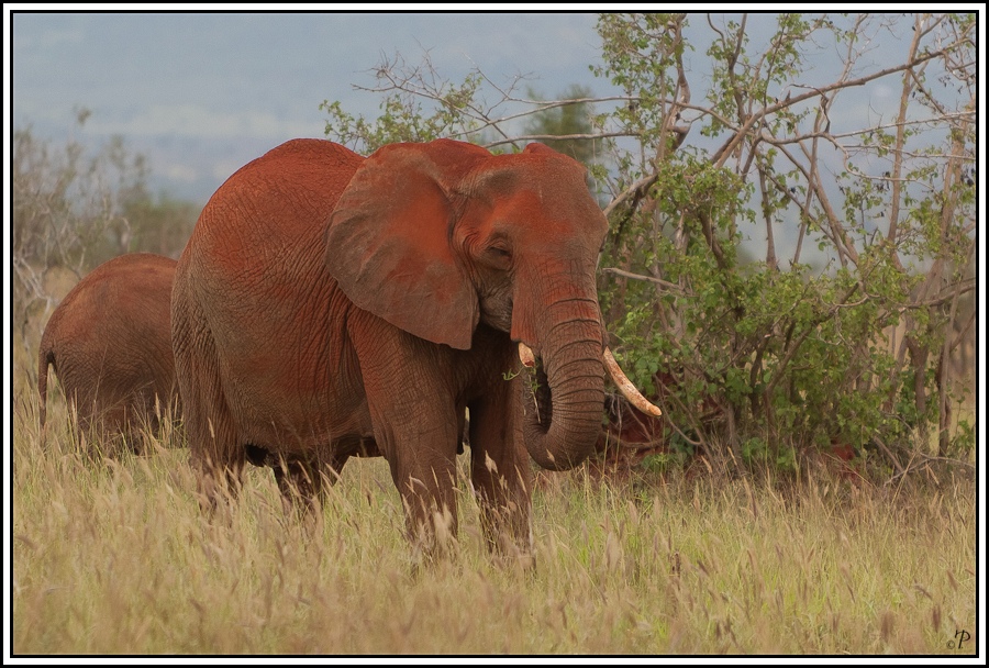 Kenia-Eindrücke, Safari 11