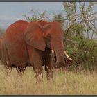 Kenia-Eindrücke, Safari 11