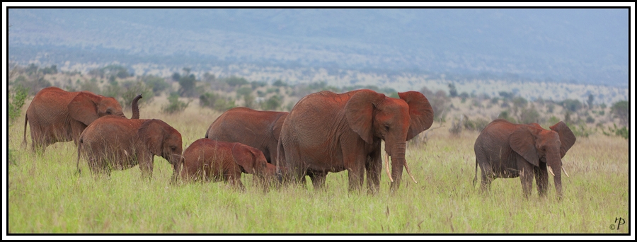Kenia-Eindrücke, Safari 12