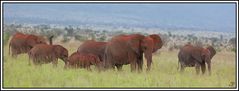 Kenia-Eindrücke, Safari 12