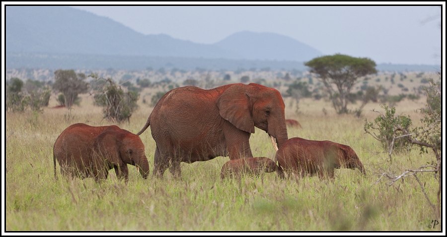 Kenia-Eindrücke, Safari 13