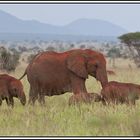 Kenia-Eindrücke, Safari 13