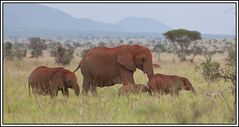 Kenia-Eindrücke, Safari 13