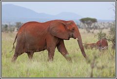 Kenia-Eindrücke, Safari 14