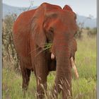 Kenia-Eindrücke, Safari 15