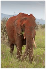 Kenia-Eindrücke, Safari 15