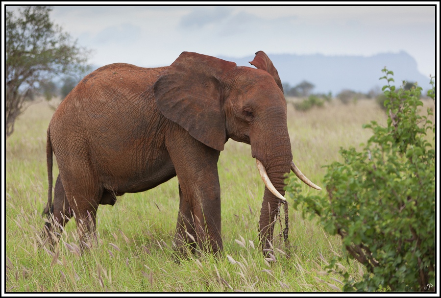 Kenia-Eindrücke, Safari 16