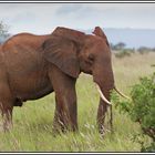 Kenia-Eindrücke, Safari 16