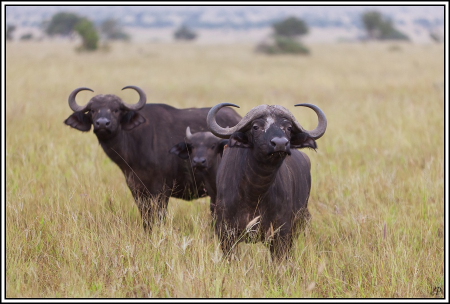 Kenia-Eindrücke, Safari 18